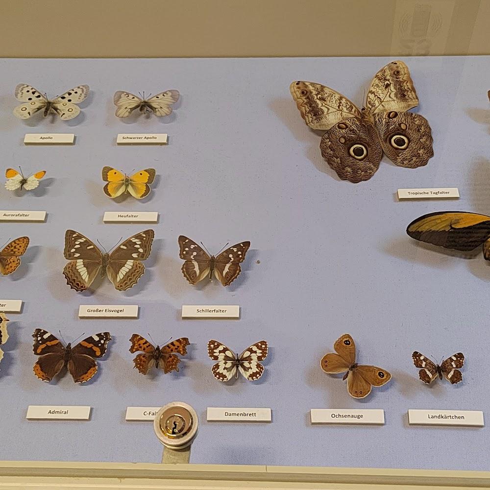 A display of butterflies with German labels. The butterflies are mounted on a light blue background.